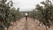 Un agricultor aleatorio paseando por un viñedo