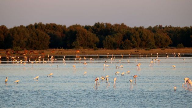 Un grupo de flamencos en el parque de Doñana