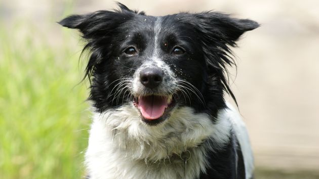 Un perro de mascota.