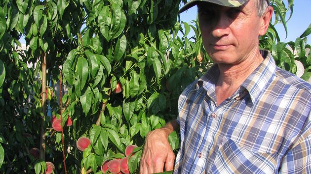 un agricultor con un arbol de durazno
