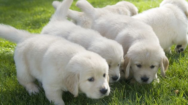Camada de cachorros