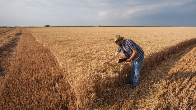 un agricultor con la cosecha de trigo