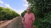 Juan Manuel en sus fincas de cítricos