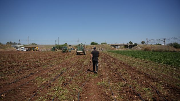Agricultores durante la recolección de patatas en una explotación