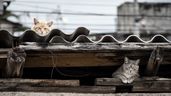 Varios gatos en la calle.