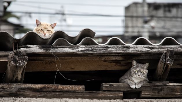 Varios gatos en la calle.