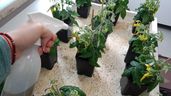 Los cultivos expuestos al abono a partir de bacterias