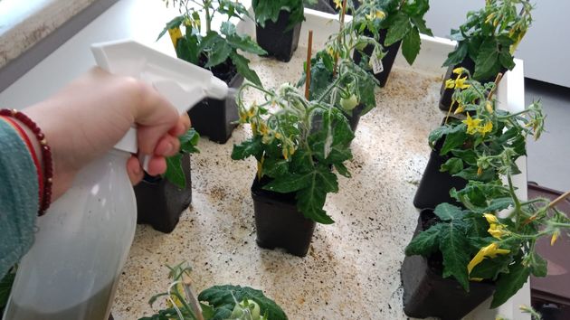 Los cultivos expuestos al abono a partir de bacterias