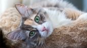 Gato en casa