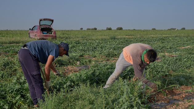 Agricultores trabajando
