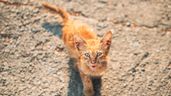Cachorro de gato callejero