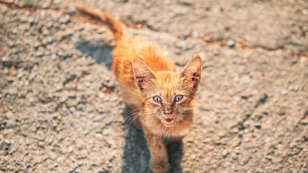 Cachorro de gato callejero