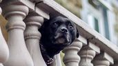 Perro en terraza.