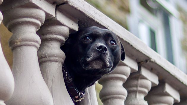 Perro en terraza.