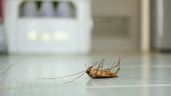 Una cucaracha