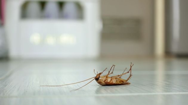 Una cucaracha