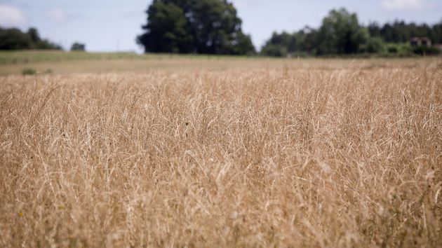 Un campo con trigo