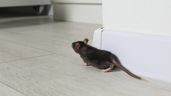 Un ratón en el salón de una vivienda 