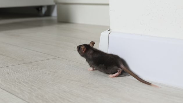 Un ratón en el salón de una vivienda 