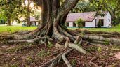Un árbol junto a una casa