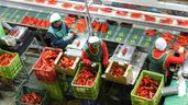 mujeres almacén agrícola