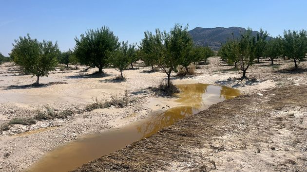 Una de las zonas de almendro afectadas