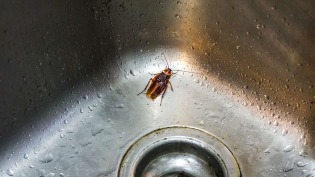 Una cucaracha en el fregadero de una cocina 