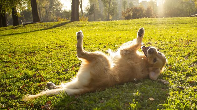 Un perro en un parque.