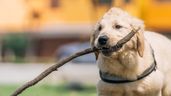 Mascota jugando