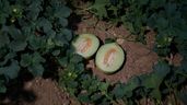Un melón partido por la mitad