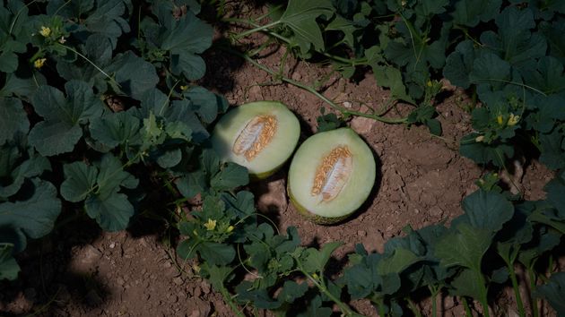 Un melón partido por la mitad