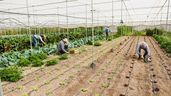Un grupo de personas aleatorias trabajando en un invernadero