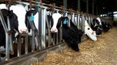 Vacas en una explotación ganadera