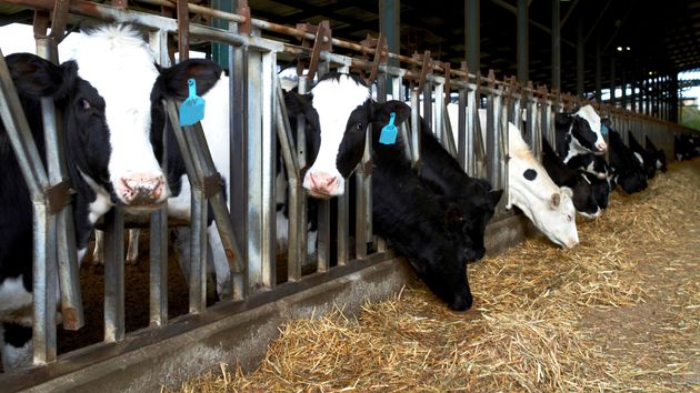 Vacas en una explotación ganadera