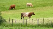 vacas en el campo pastando