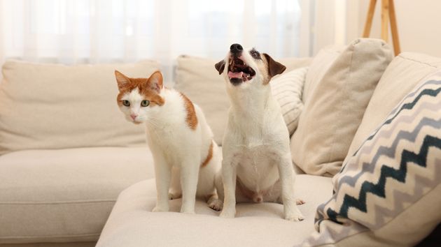 Un gato y un perro en un sofá