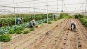 agricultores trabajando