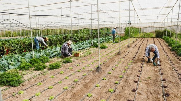 agricultores trabajando
