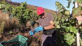 Trabajador vendimiando