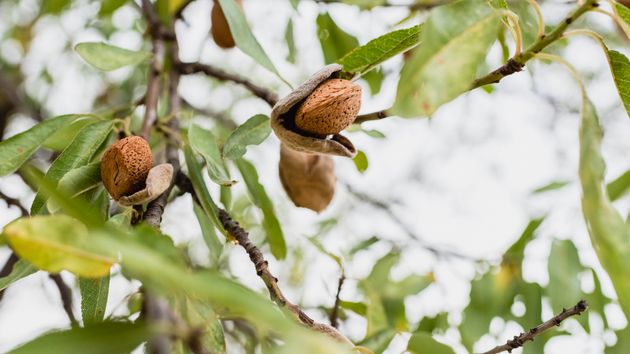 almendra en el árbol