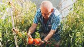 Un anciano agricultor