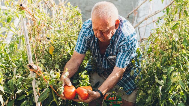 Un anciano agricultor