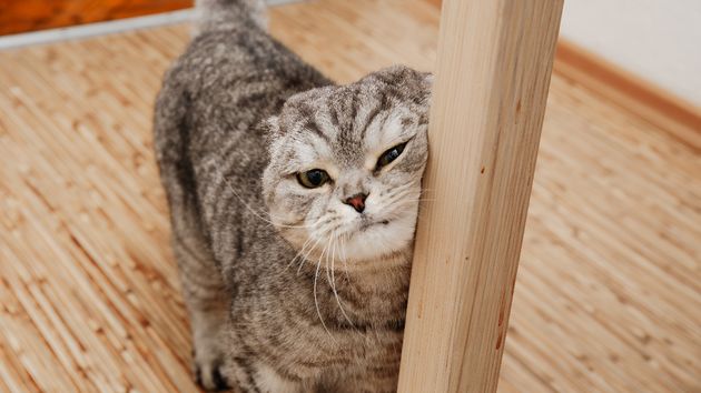 Una imagen de un gato
