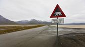 Señal de tráfico de advertencia de osos polares en Noruega