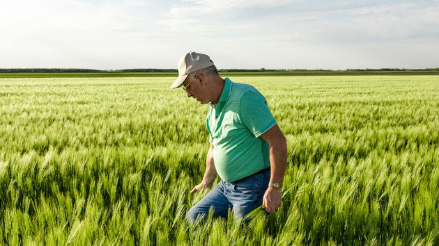 Un agricultor, en el campo