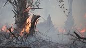 Árbol ardiendo