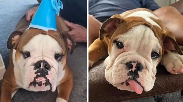  Varias imágenes del perro en la vivienda 