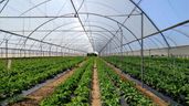 Varias plantaciones en un invernadero