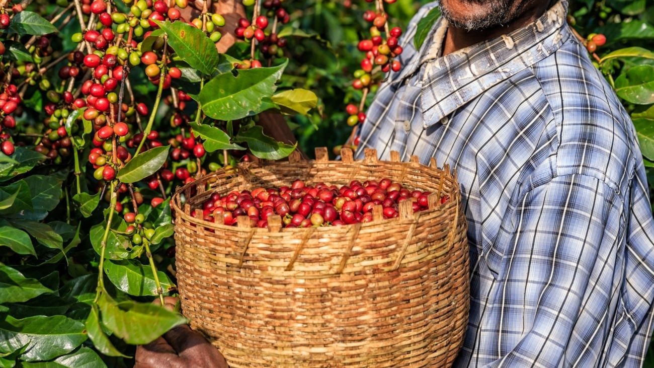 50 puestos de trabajo en Huelva para la recolección de cítricos y frutos rojos