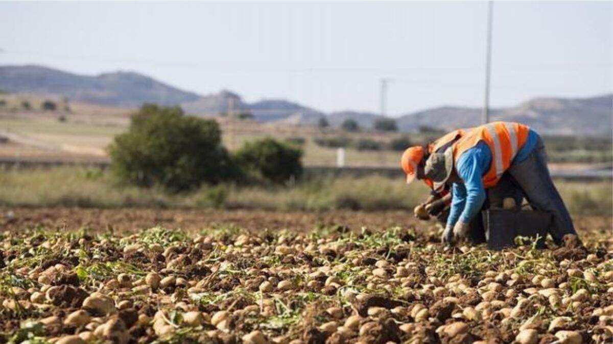 La ola de calor: el último factor de la crisis de agricultores y ganaderos